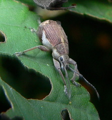 Sciobius