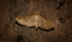 Hypolamprus ypsilon