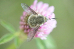 Bombylius cinerascens