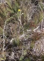 Othonna digitata