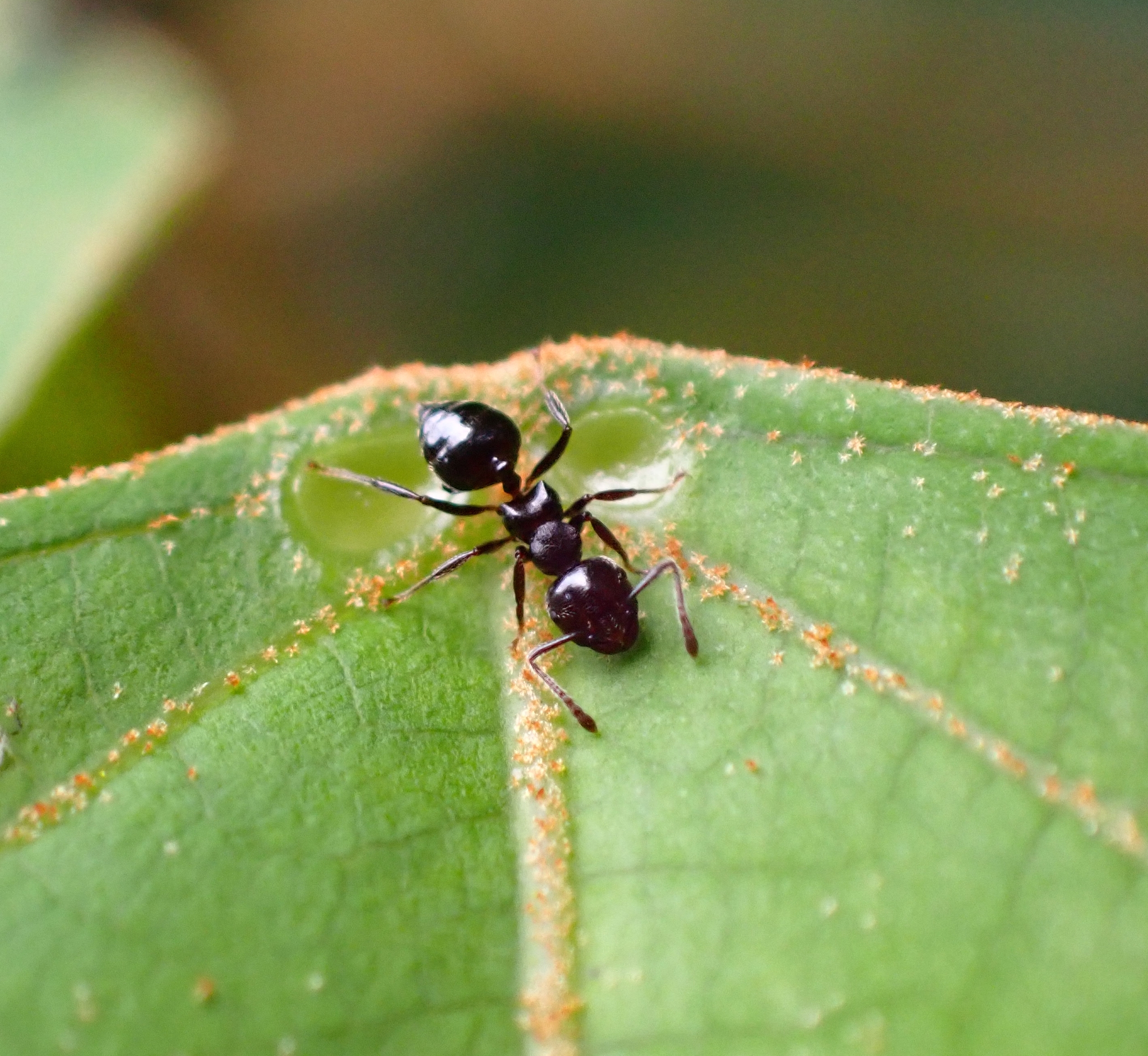 Crematogaster physothorax