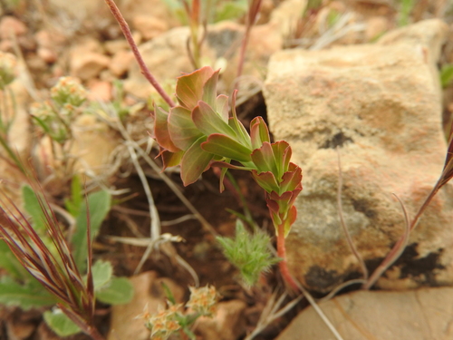 Euphorbia hieroglyphica image