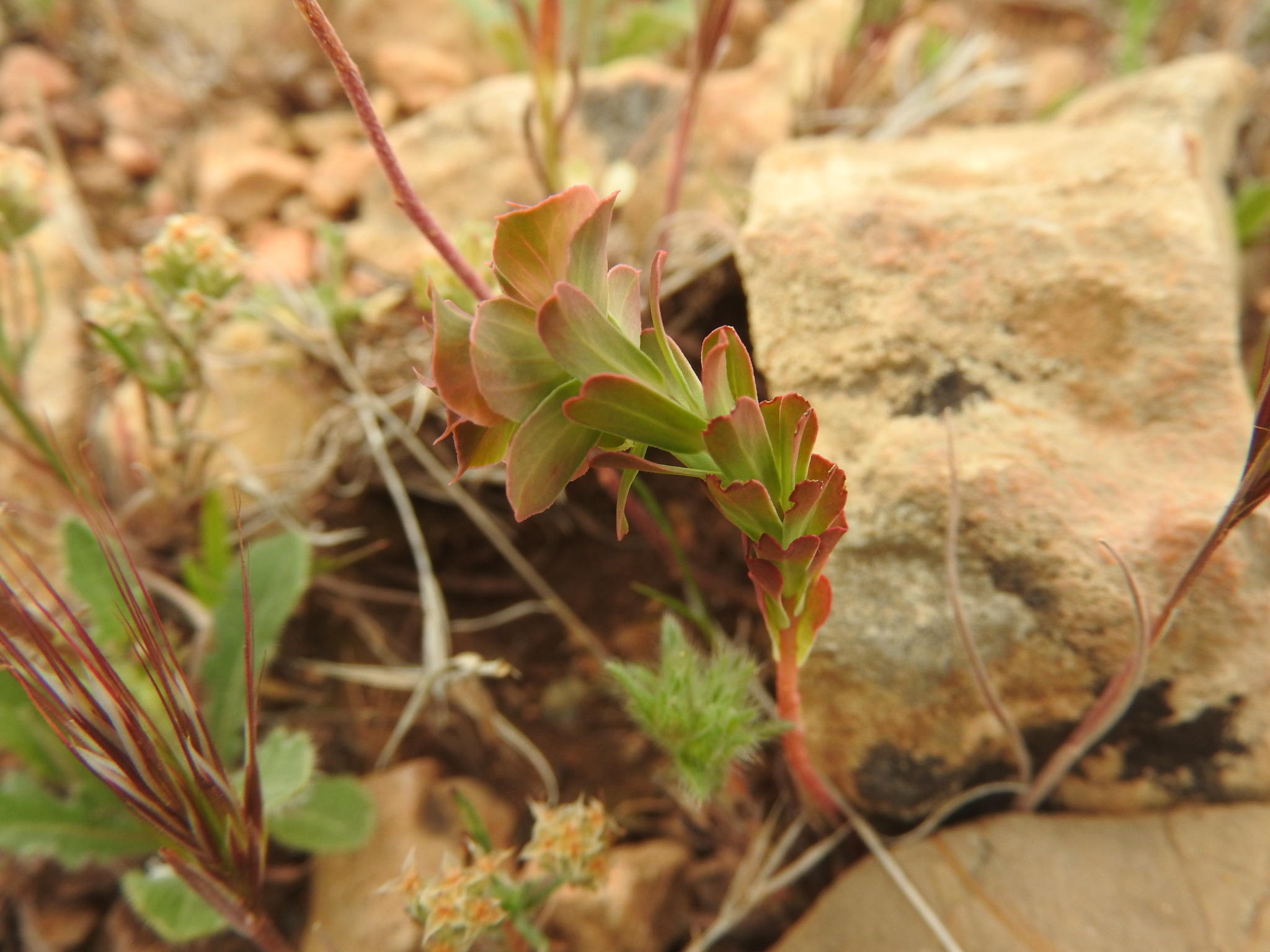 Euphorbia hieroglyphica