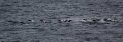 Lissodelphis borealis