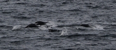 Lissodelphis borealis
