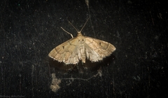 Lamprophaia