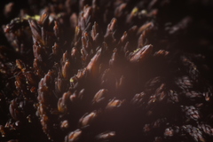 Andreaea amblyophylla