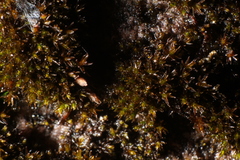 Andreaea amblyophylla