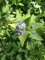 Pentaglottis sempervirens