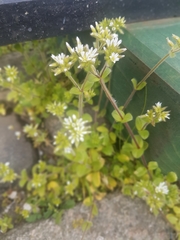 Cerastium glomeratum