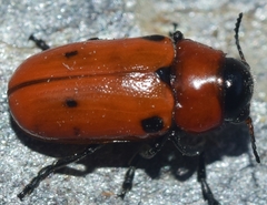 Tituboea sexmaculata