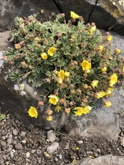 Potentilla incana