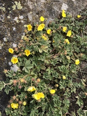 Potentilla incana