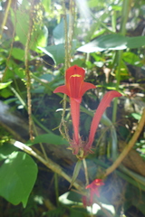 Columnea flaccida