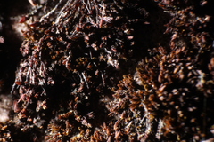Andreaea amblyophylla