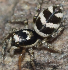 Salticus propinquus