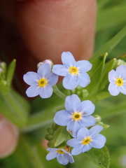 Myosotis secunda