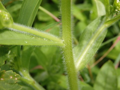 Myosotis secunda