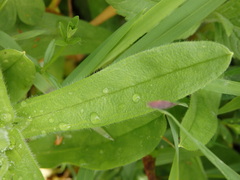 Myosotis secunda