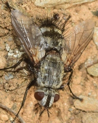 Rhamphina rectirostris