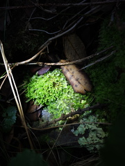 Cryptolophocolea pallida