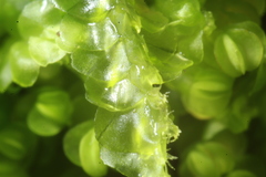 Cryptolophocolea pallida