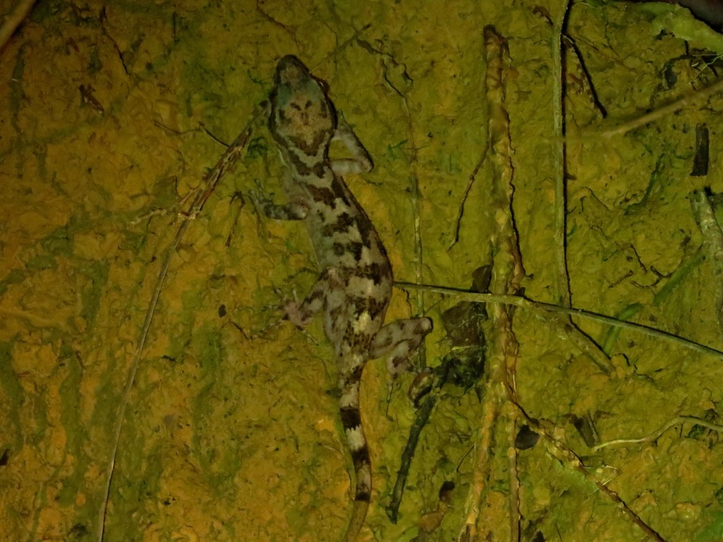 Yoshi's Bow-fingered Gecko