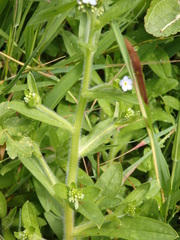 Myosotis secunda