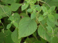 Strobilanthes pavala