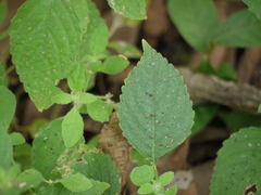 Strobilanthes pavala