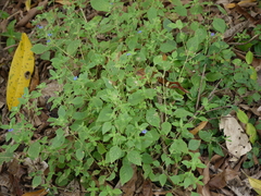 Strobilanthes pavala