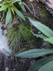 Ceramanus clatritexta