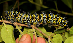 Gonimbrasia zambesina