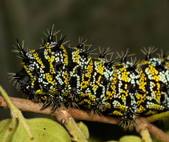 Gonimbrasia zambesina