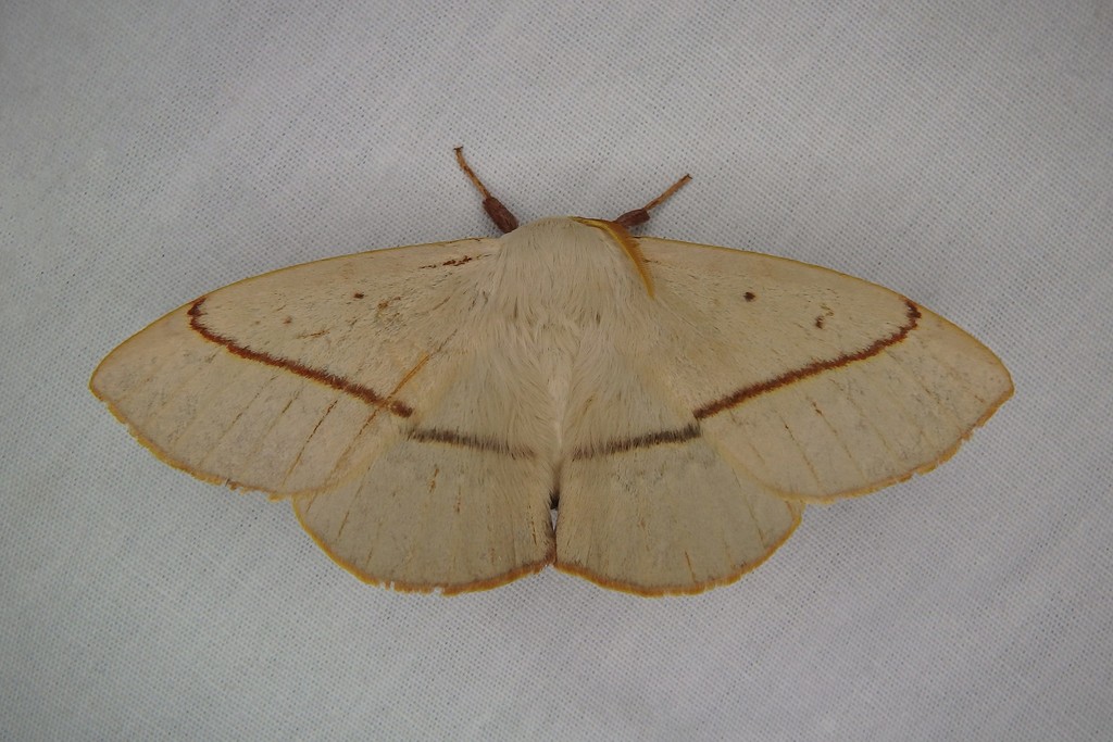 Anthela canescens