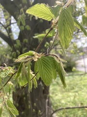 Carpinus betulus