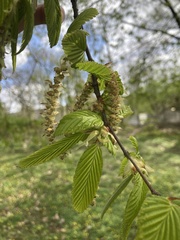 Carpinus betulus
