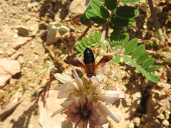 Megachile sicula