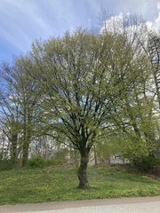 Carpinus betulus