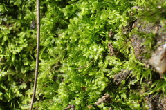 Ceramanus clatritexta