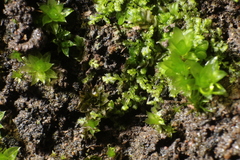 Ceramanus clatritexta