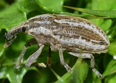 Larinus ursus