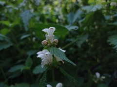 Lamium flexuosum