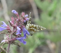 Muschampia cribrellum