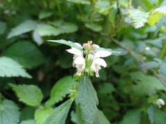 Lamium flexuosum