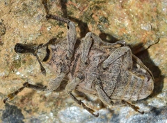 Larinus ursus