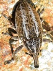 Larinus ursus