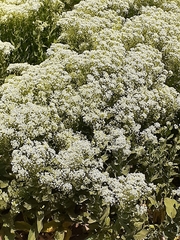 Peltaria angustifolia