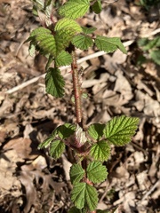 Rubus phoenicolasius