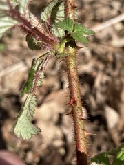 Rubus phoenicolasius